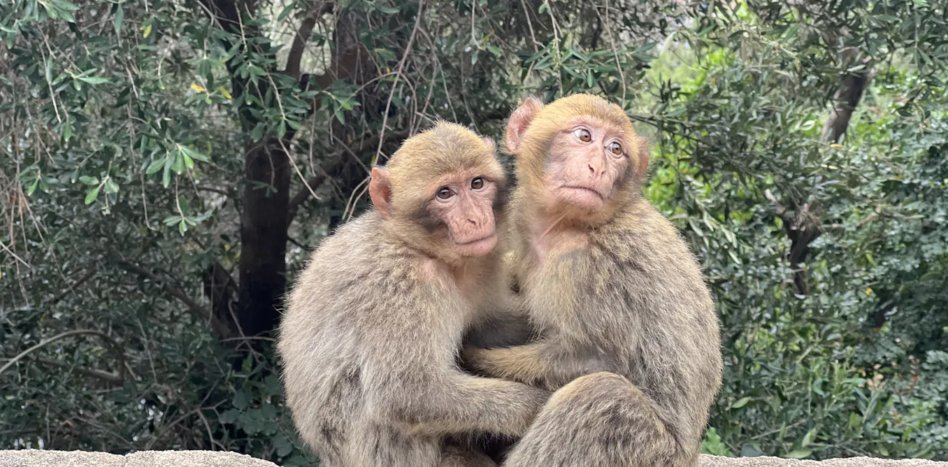 Protecting endangered species must include supporting habitats and nearby human settlements Protecting endangered species must include supporting habitats and nearby human settlements