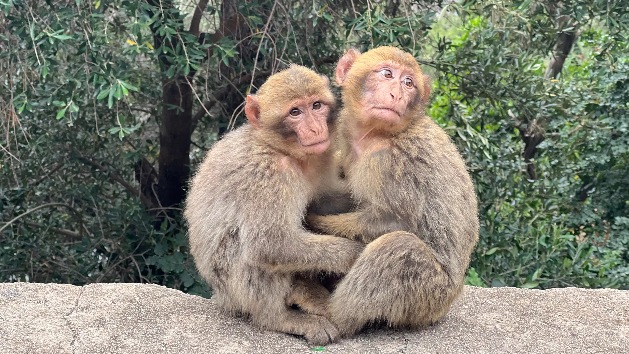 two small primates with light brown/beige fur sitting together
