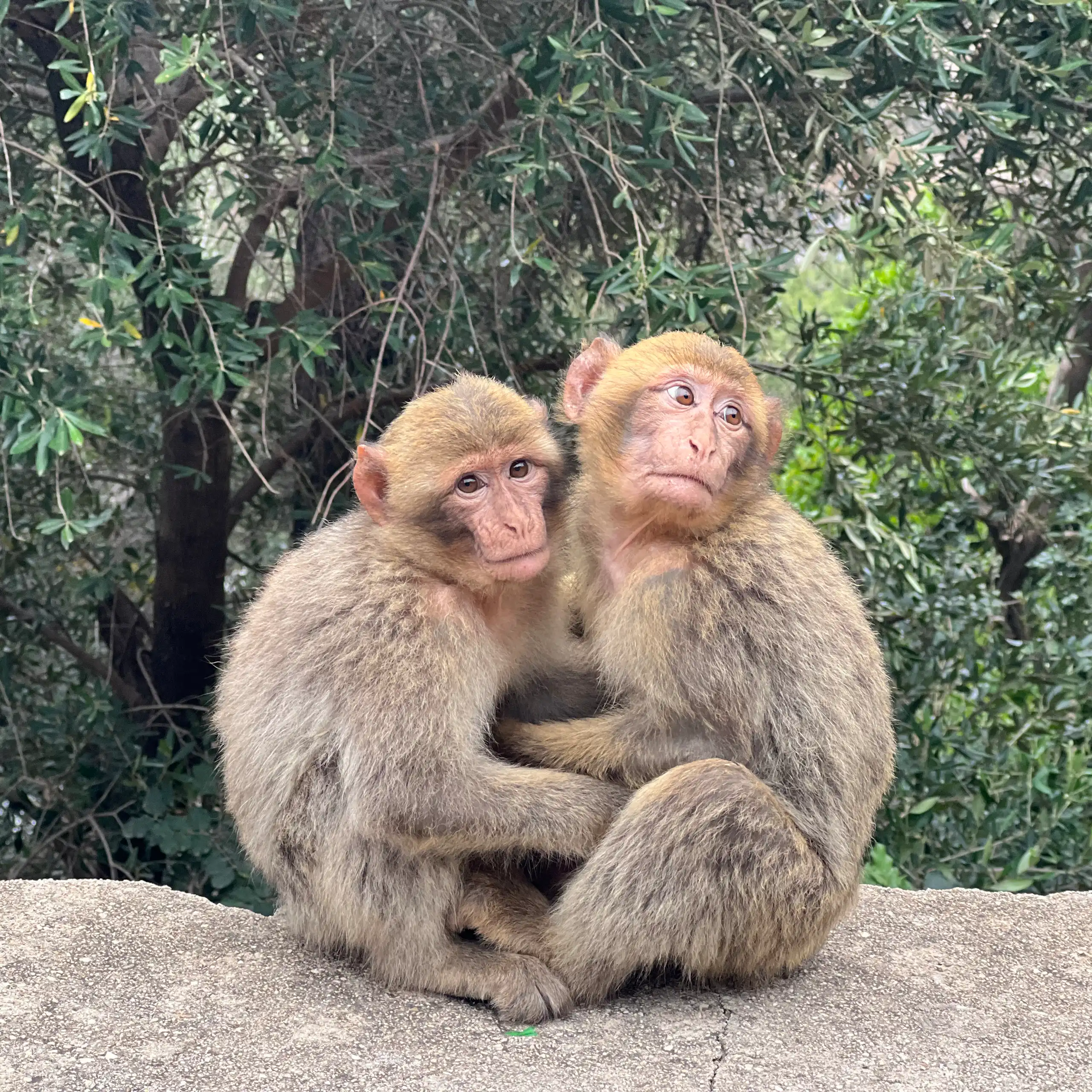 two small primates with light brown/beige fur sitting together