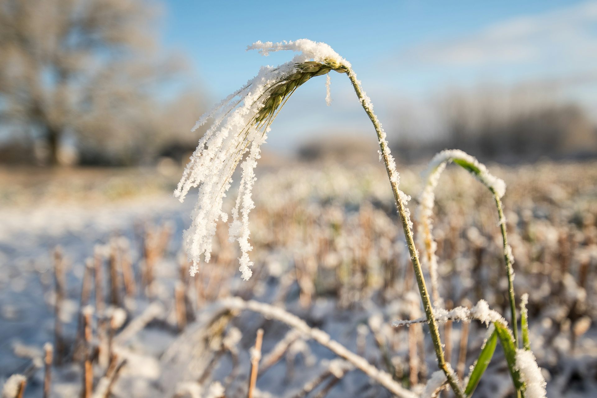 As El Niño strengthens across the Pacific, Australian farmers could face fierce frosts