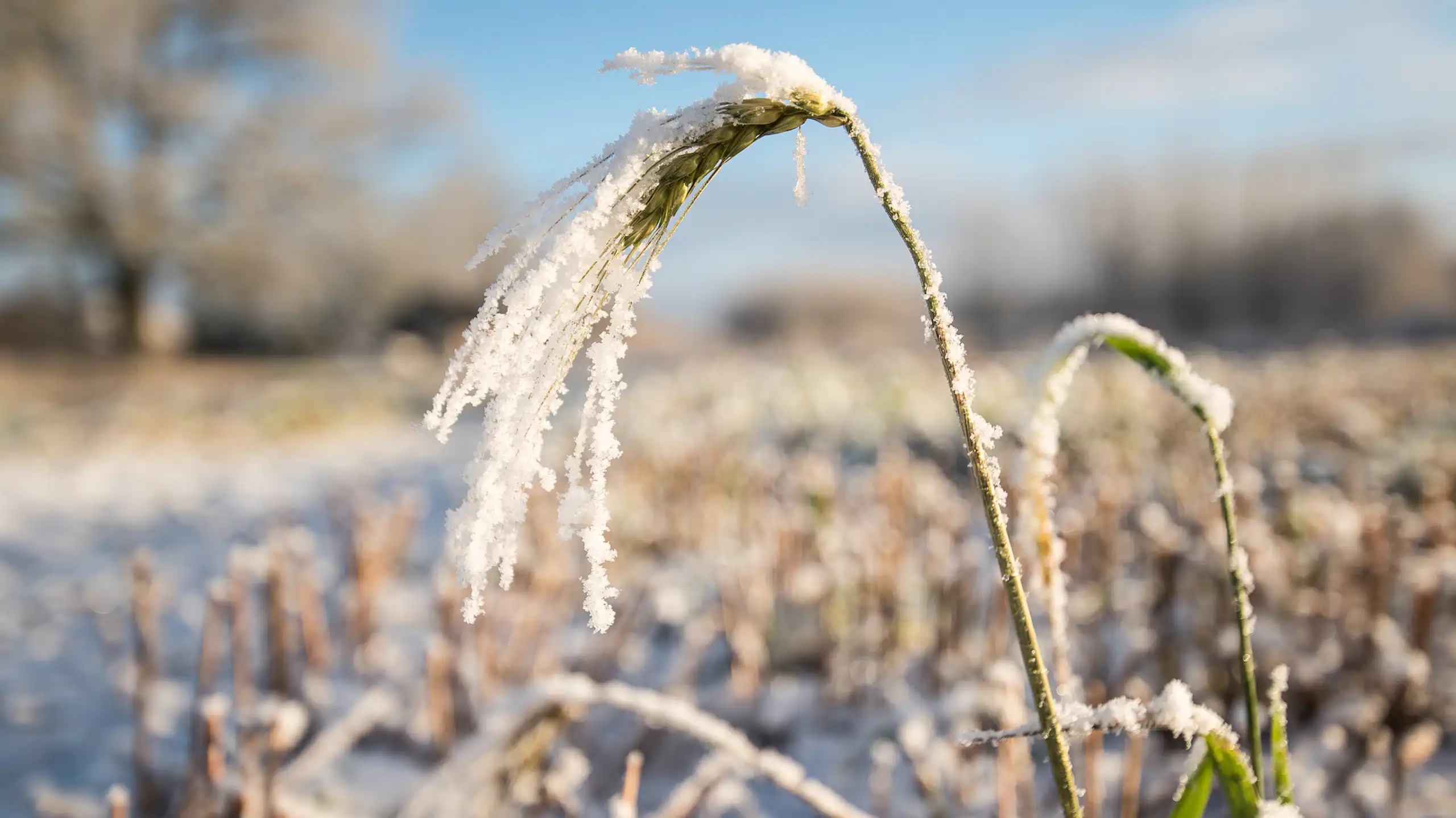 A cereal plant covered in frost