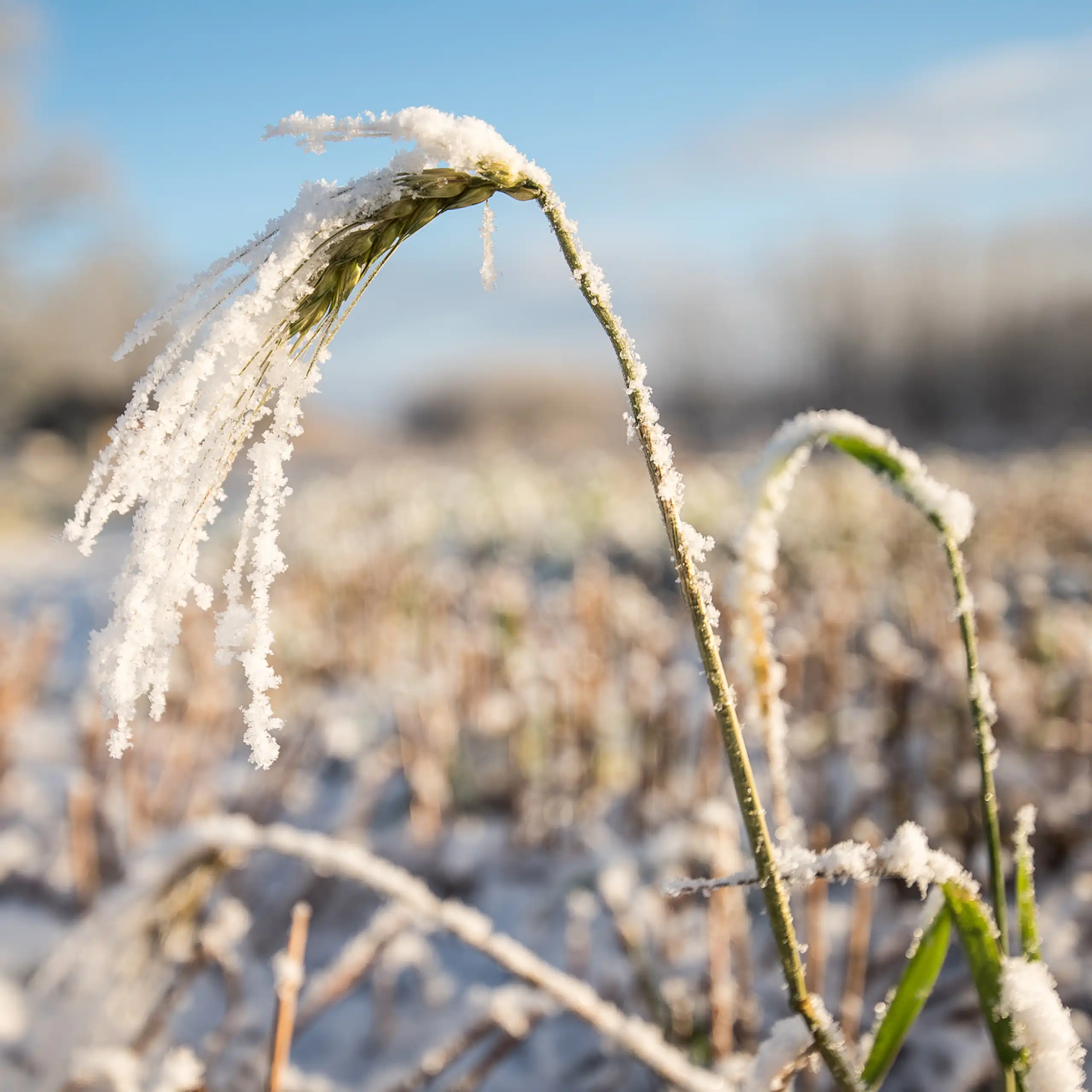 A cereal plant covered in frost