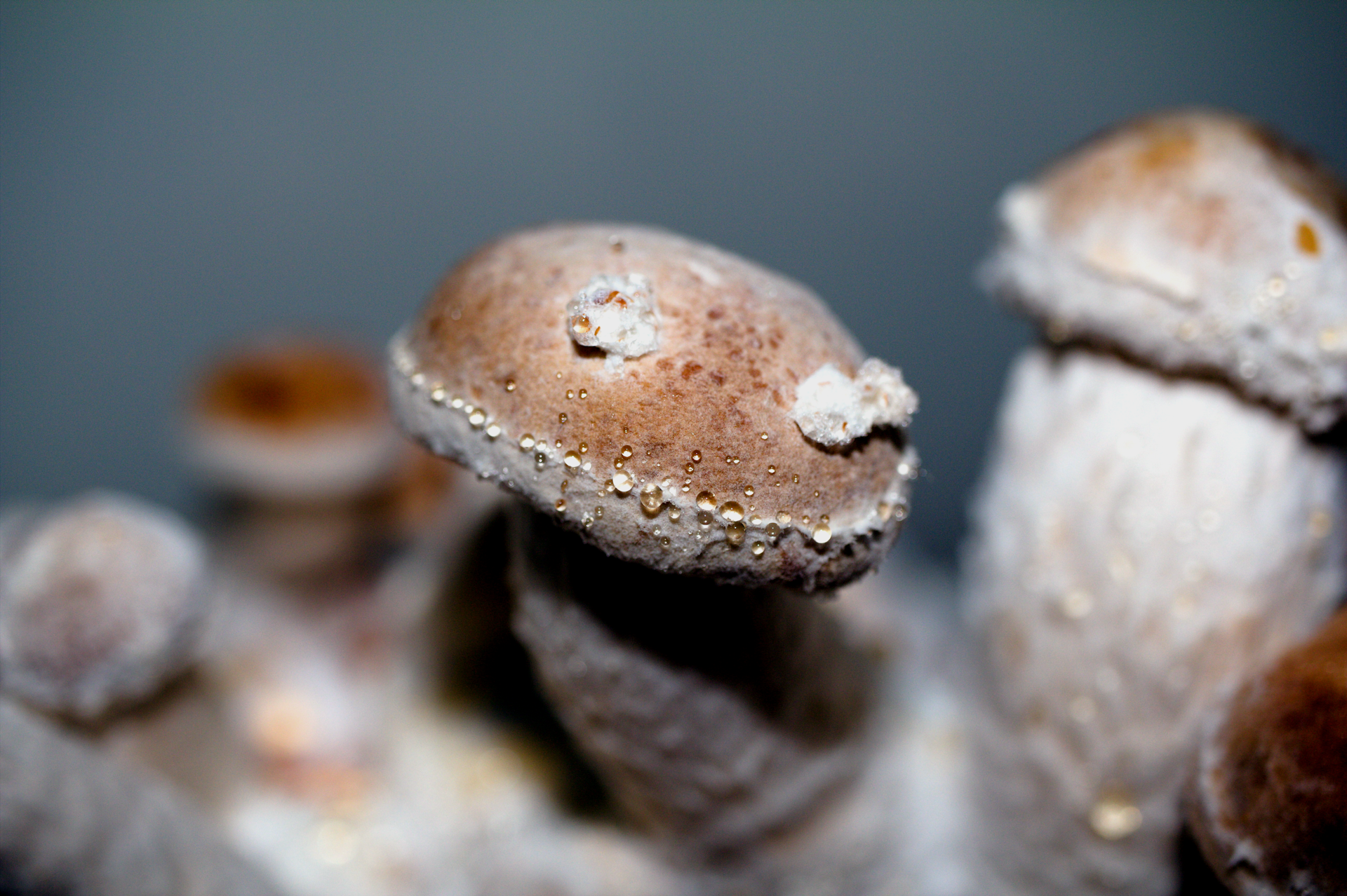 Psychedelic drugs were once considered ‘revolutionary rocket fuel’, but could they be life-changing medicines?