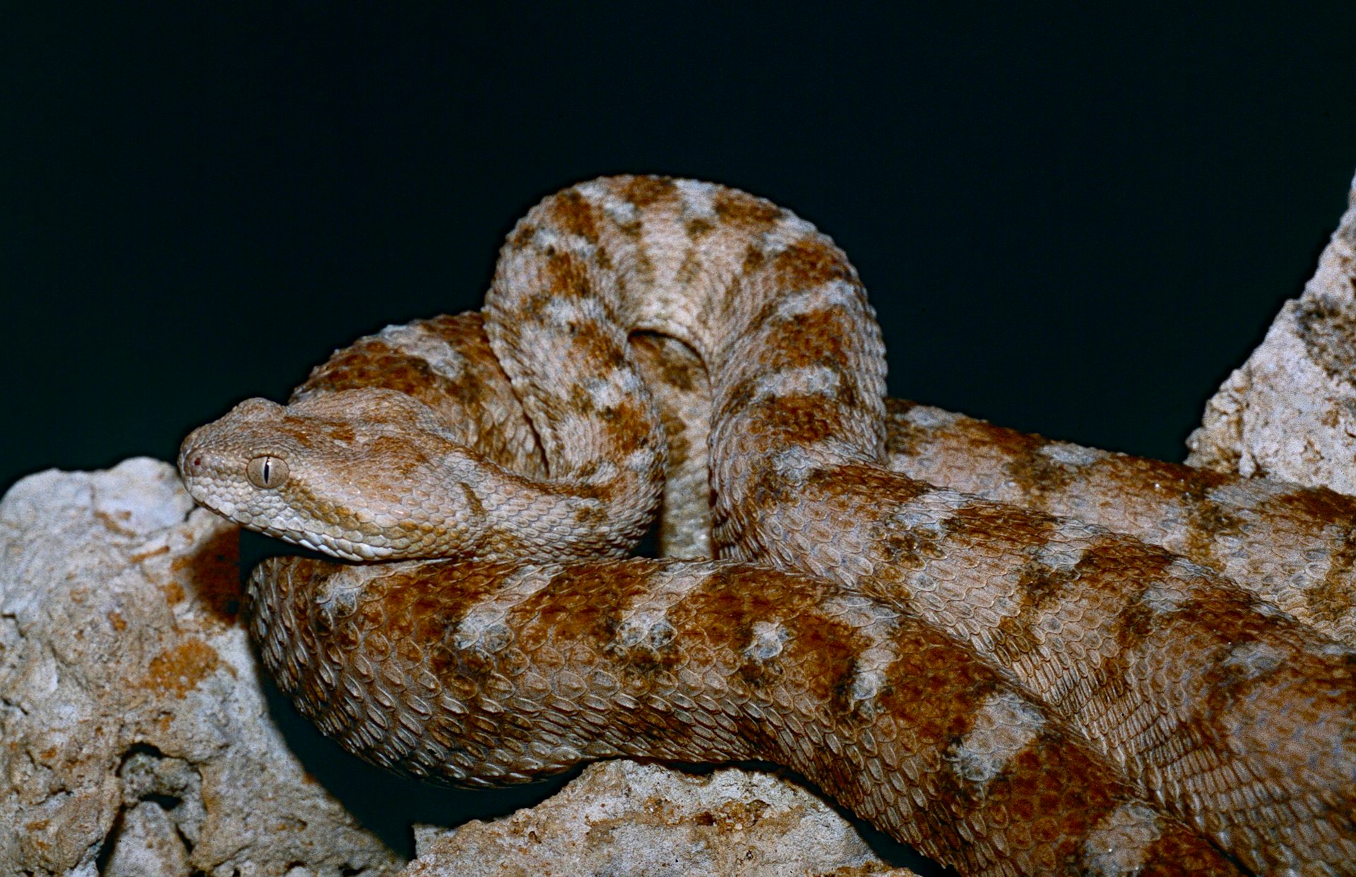 Snakebite Study Finds Up to 7 Million Envenomings a Year, Sub-Saharan Africa Bears 45%