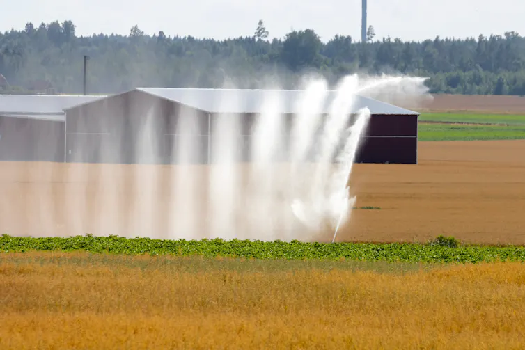 water spraying over golden crops in field