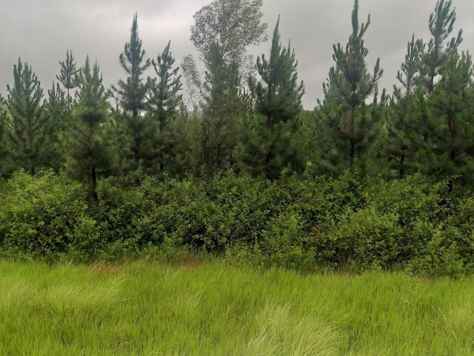 Bushes and trees