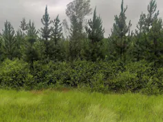 Bushes and trees