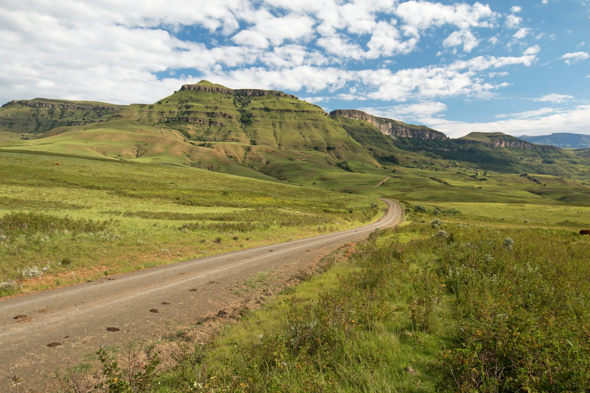 Road with patches of bramble in hilly landscape