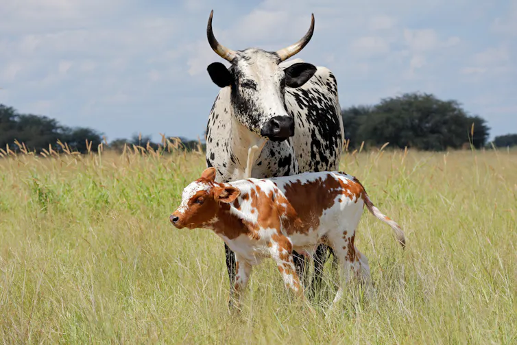 native south african white black cow with big horns, small brown white calf, green field