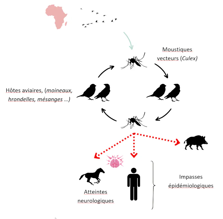 Schéma du cycle de transmission du virus du Nil occidental en Europe