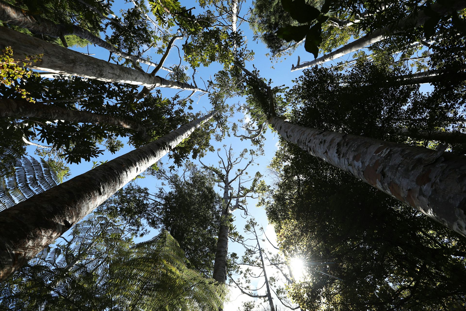 Kauri dieback threatens more than trees: it could change how much carbon forests store