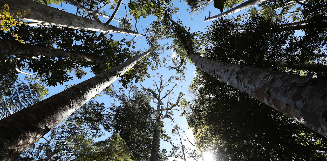 EduWireDaily — Kauri dieback threatens more than trees: it could change how much carbon forests store