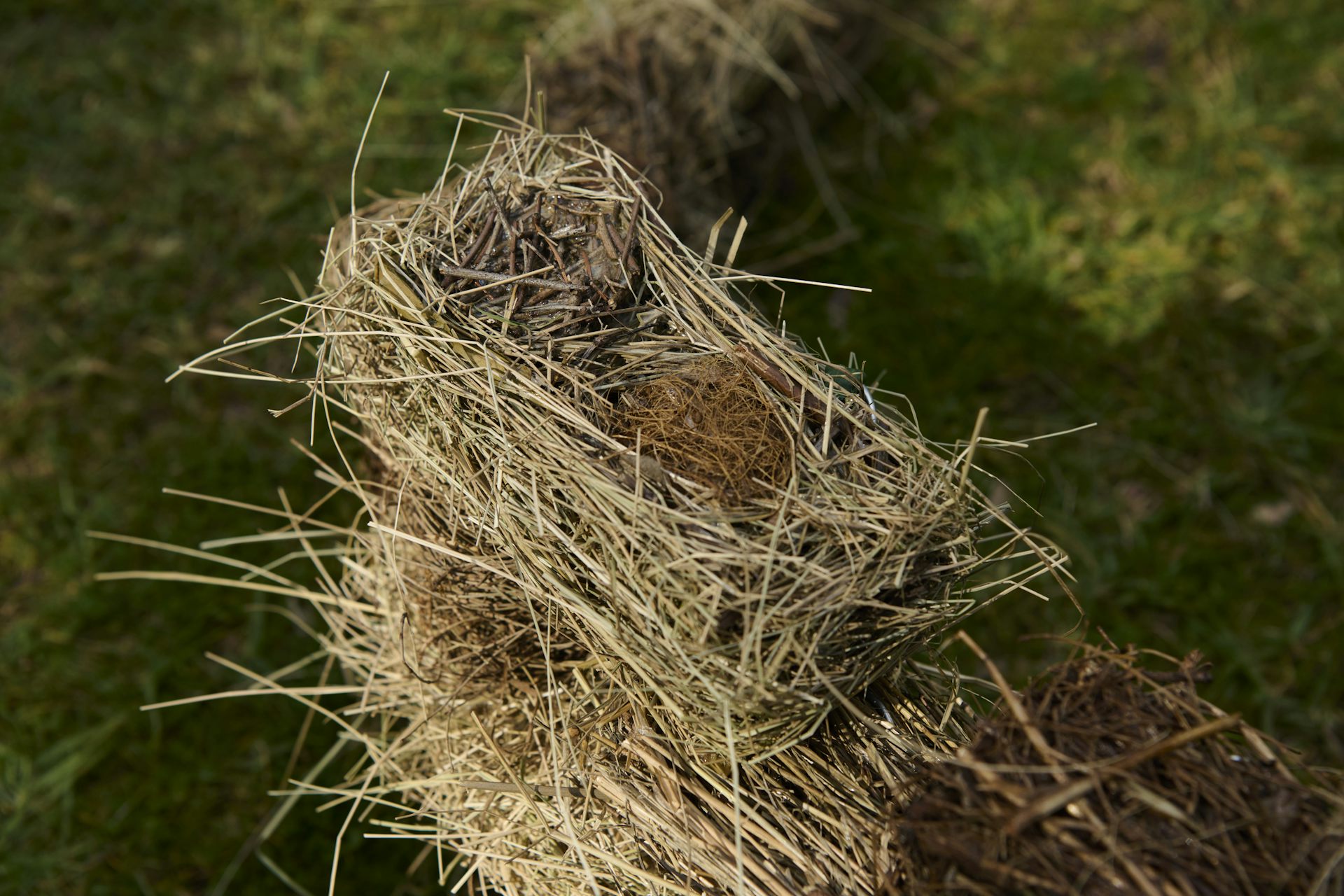 Close-up photo of a 
