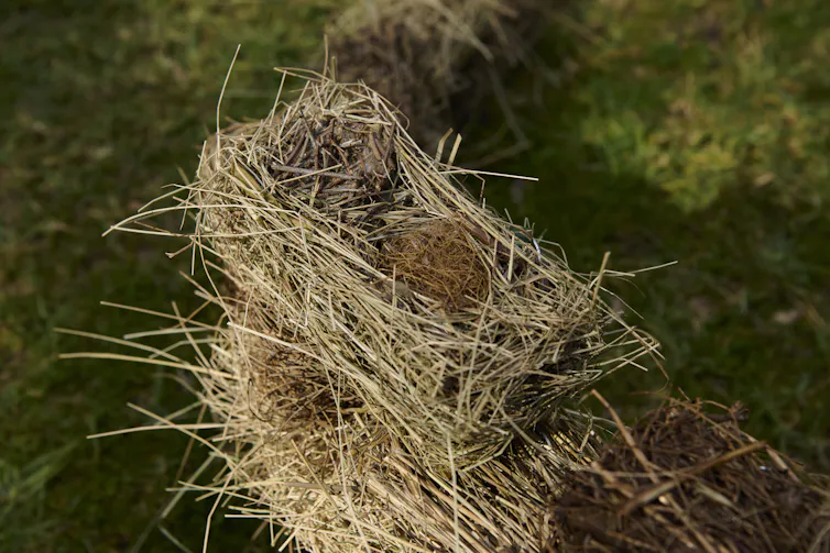 Close-up photo of a
