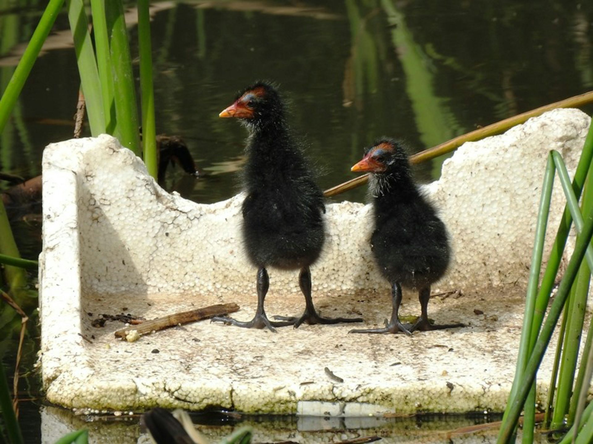 Birds are building nests with our rubbish. Can we offer them something better?