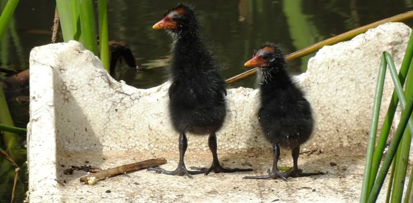 Birds are building nests with our rubbish. Can we offer them something better? Birds are building nests with our rubbish. Can we offer them something better?
