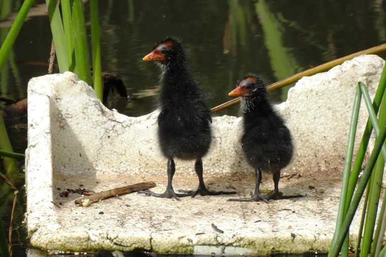 Two Dusky moorhen chicks in a styrofoam box.