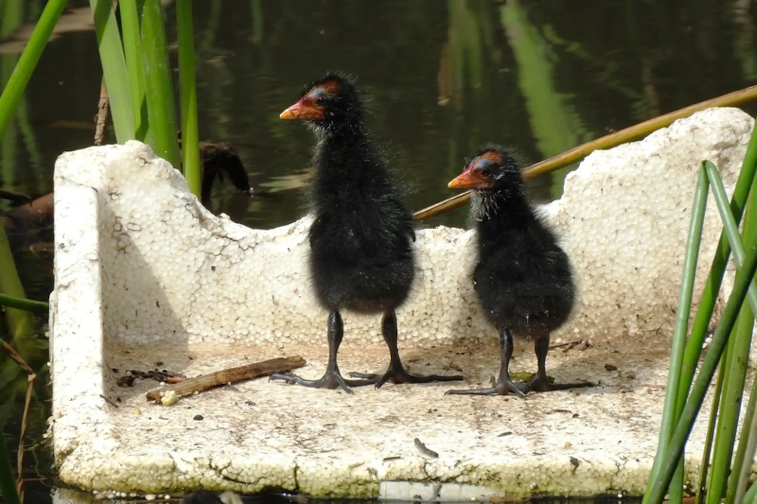Two Dusky moorhen chicks in a styrofoam box.