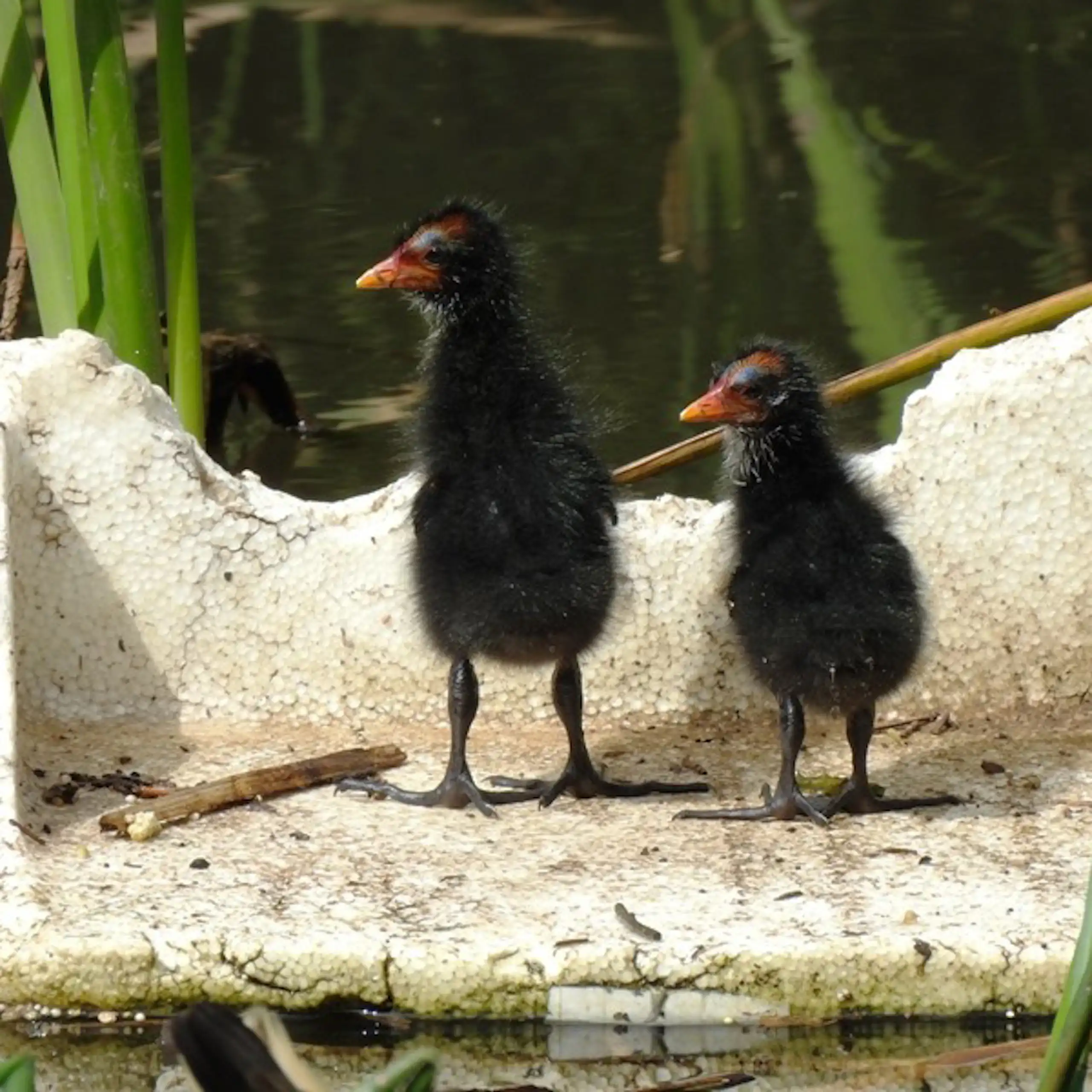 Two Dusky moorhen chicks in a styrofoam box.