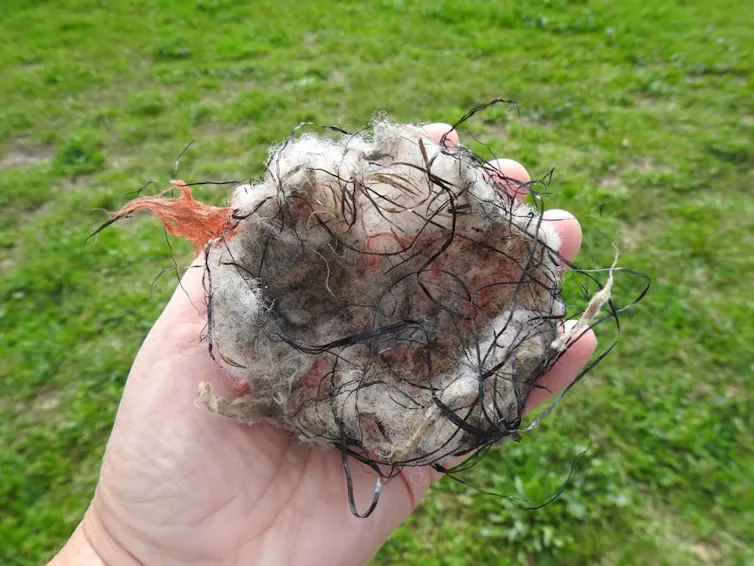 Small nest incorporating man-made materials like wadding and line, held in someone's hand.