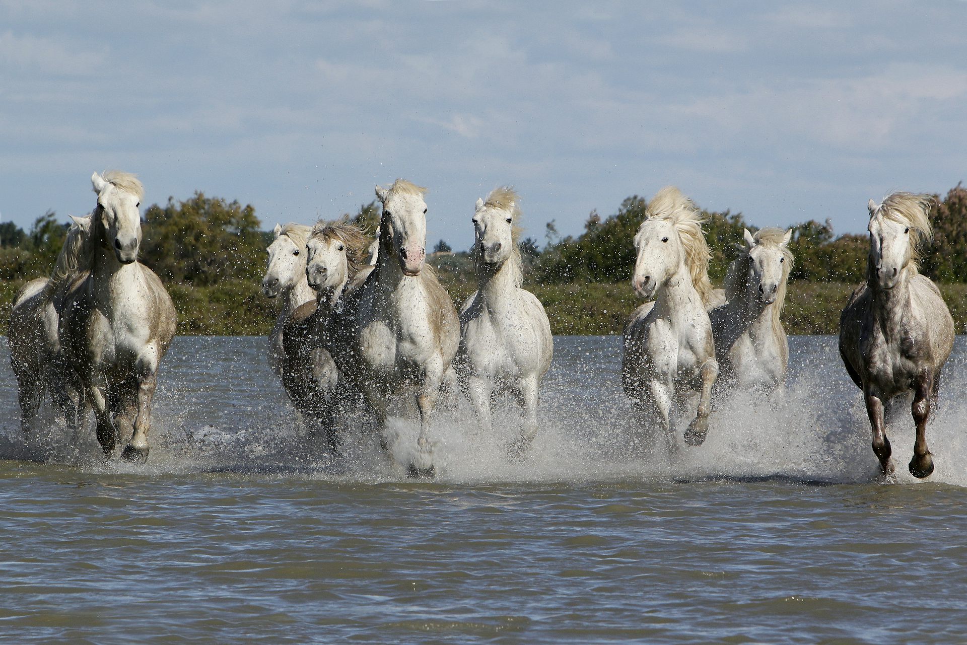 Photo d’une harde de chevaux camarguais en train de courir dans les marais.