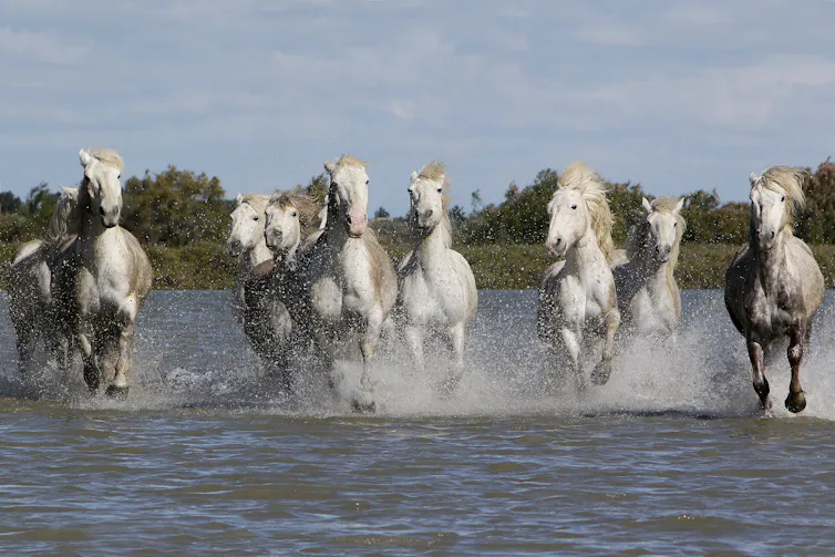 Photo d’une harde de chevaux camarguais en train de courir dans les marais.
