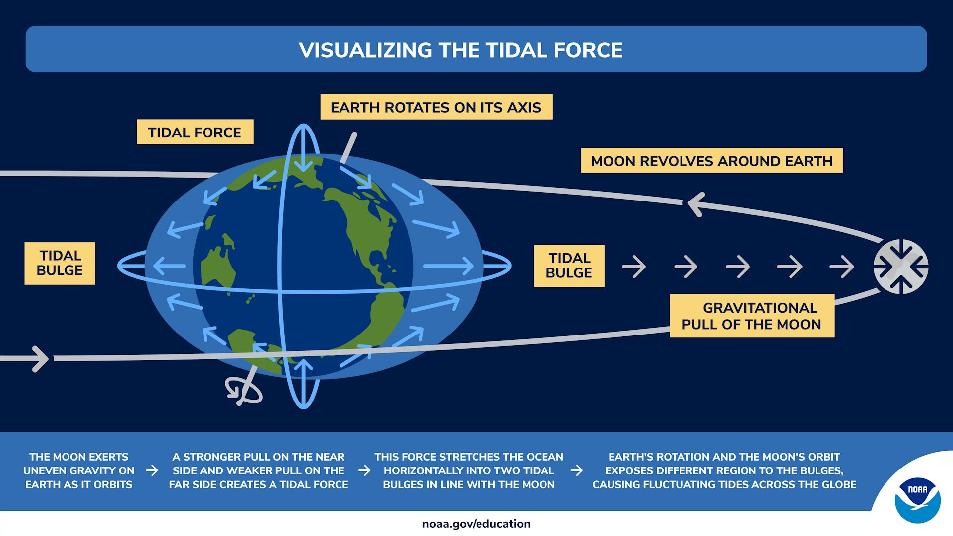 An illustration shows the moon's pull on the ocean