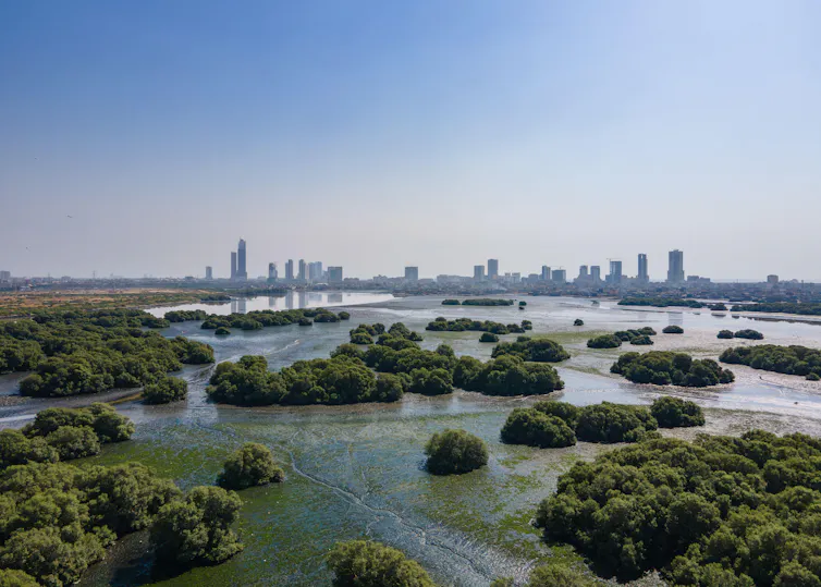 aerial shot of mangrove forest with city skyline in background