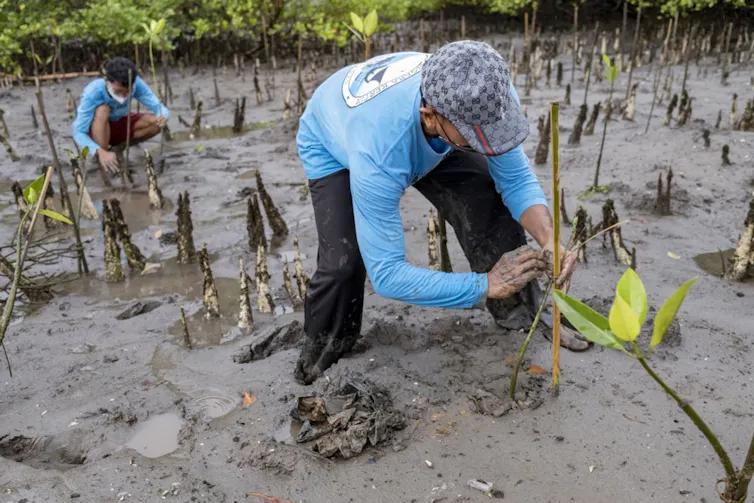 Man in mud with mangrove seedlings