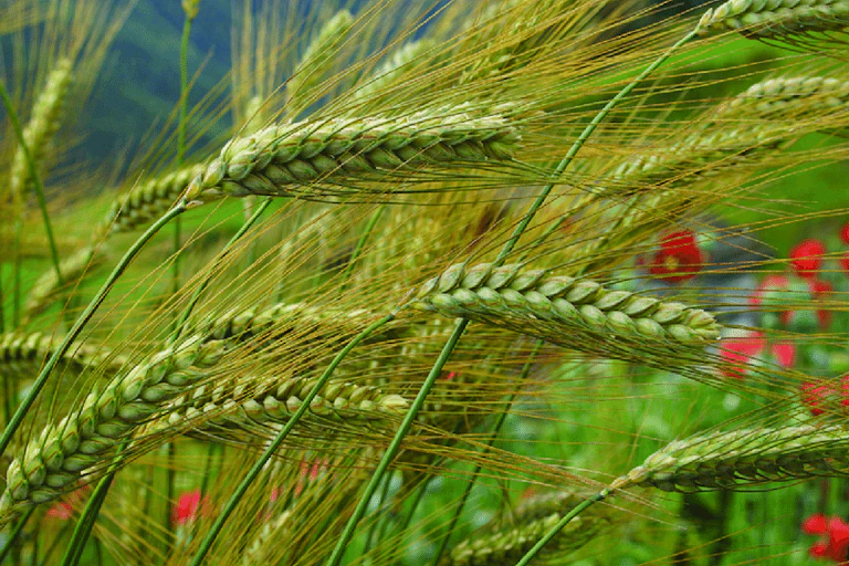 Gros plan sur des épis de blé vert, au fond on devine des coquelicots rouges.