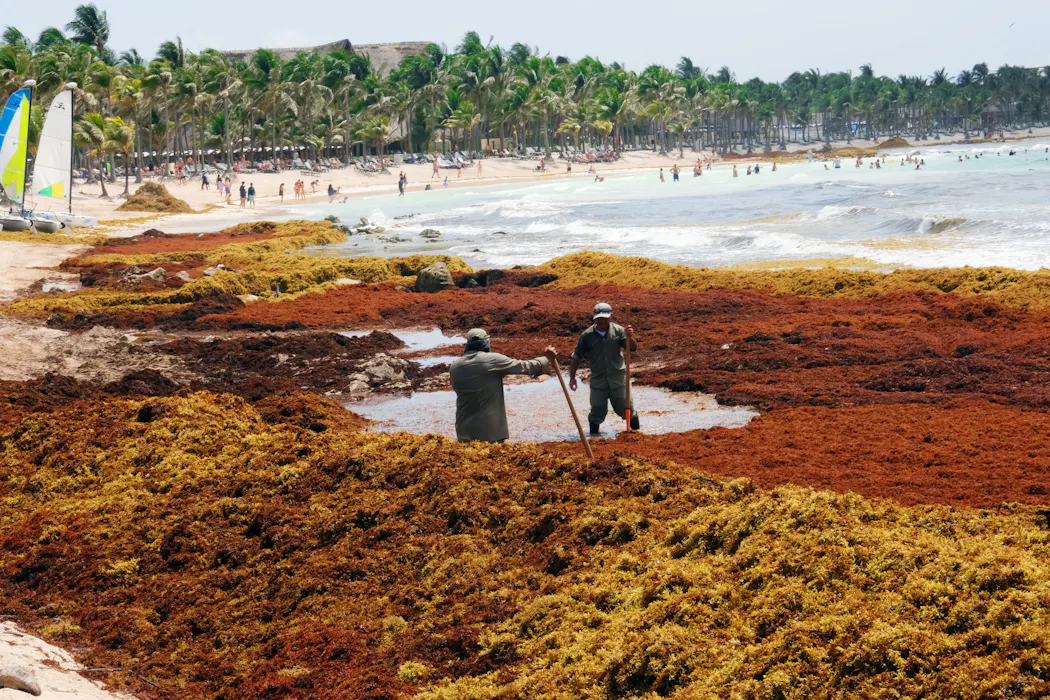 Seaweed strandings cause a stink – here’s why they harm your health