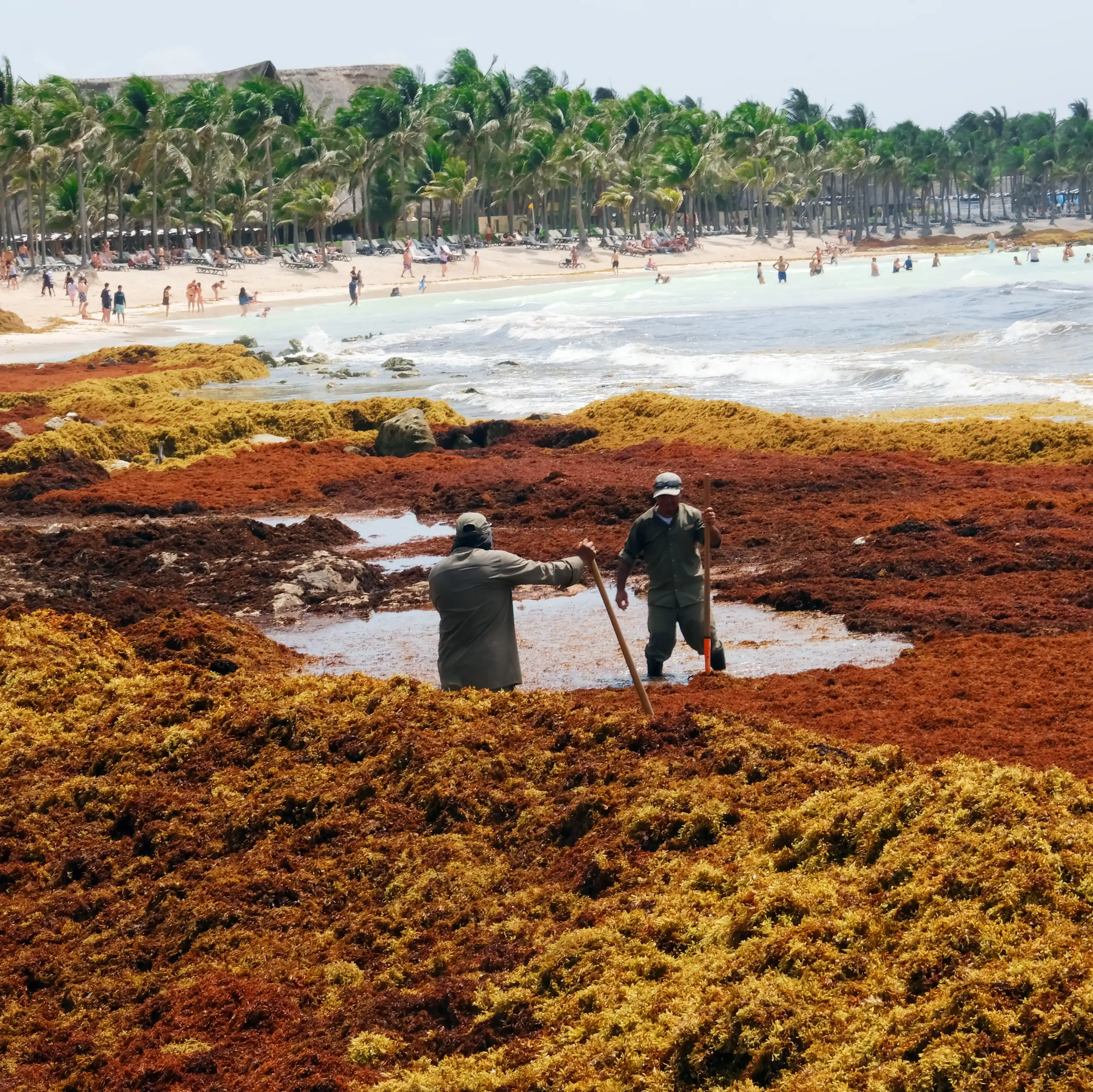 wide shot of coastline, foresta nd buildings, huge brown seaweed piles on beach, workers clearing it up