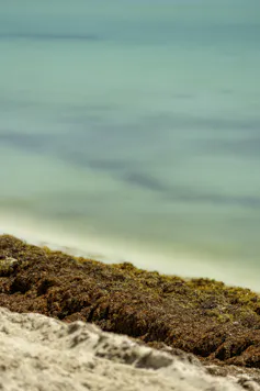 Orange-brown seaweed on sandy beach, turquoise sea in background
