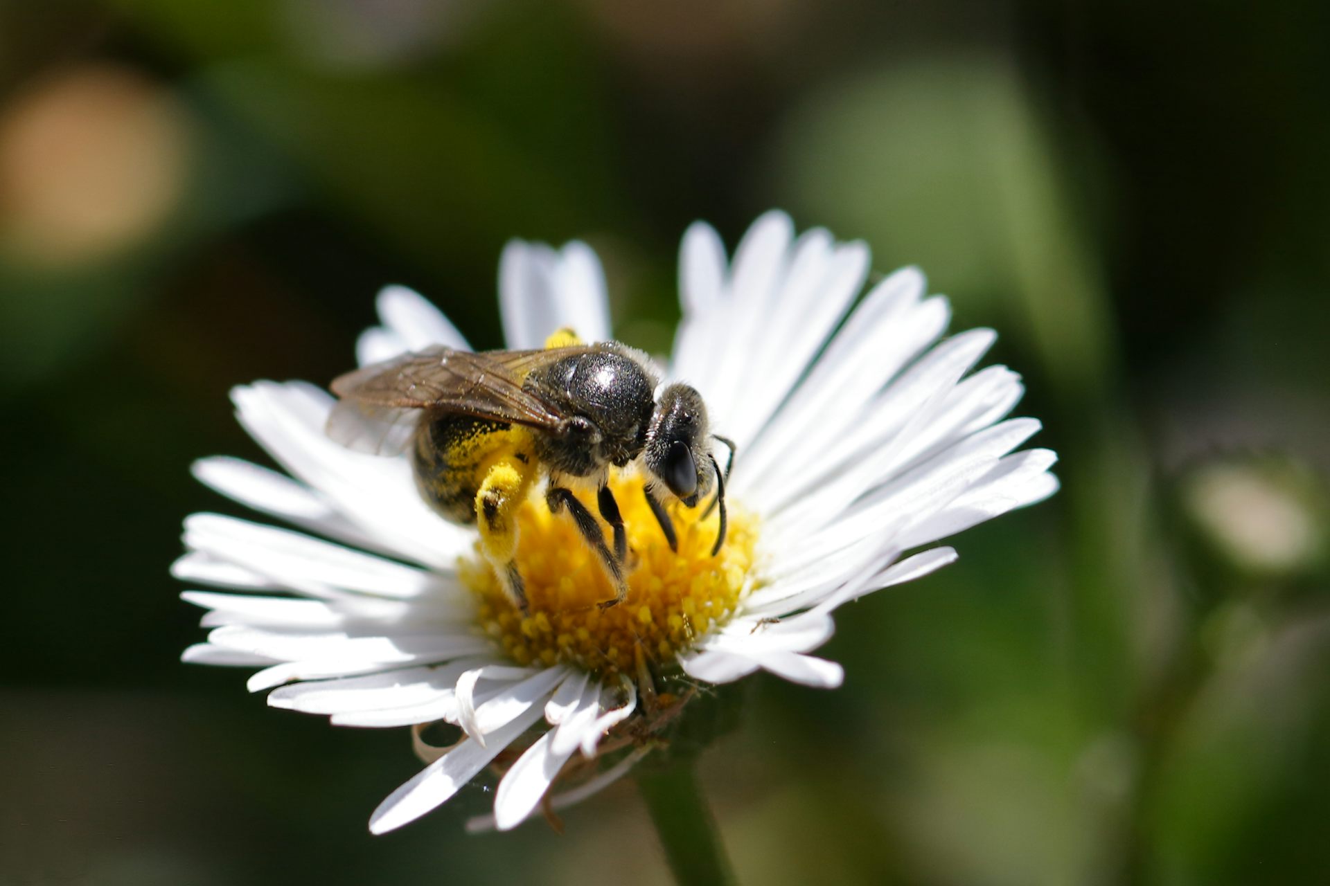 Close-up of an Australian stingless bee collecting pollen from a daisy.