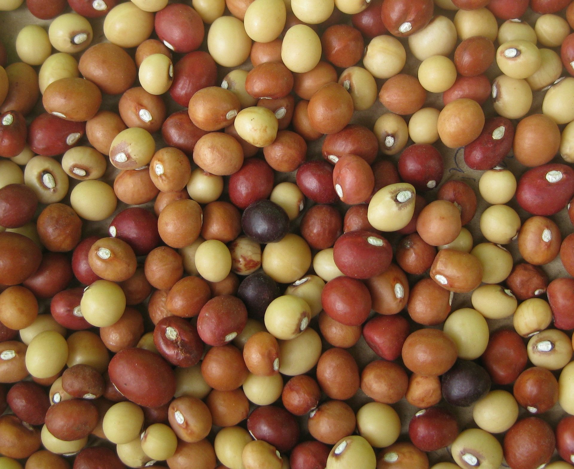 Bambara groundnut: new maps show where southern African farmers can ...