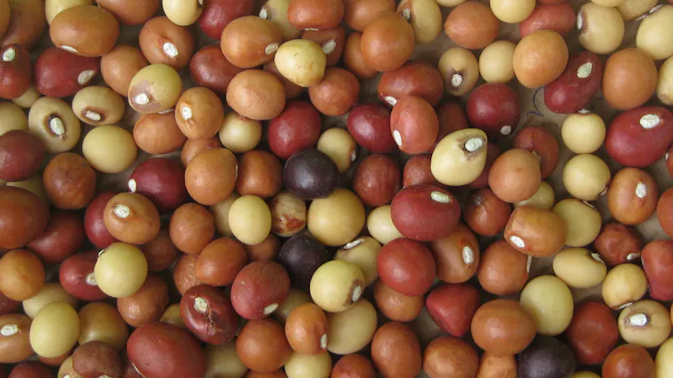 A close up of dozens of brown and cream balls that look like peas