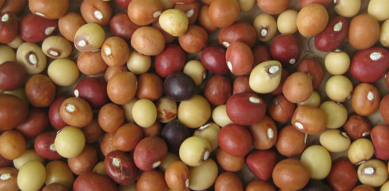 Bambara groundnut: new maps show where southern African farmers can grow this drought Bambara groundnut: new maps show where southern African farmers can grow this drought