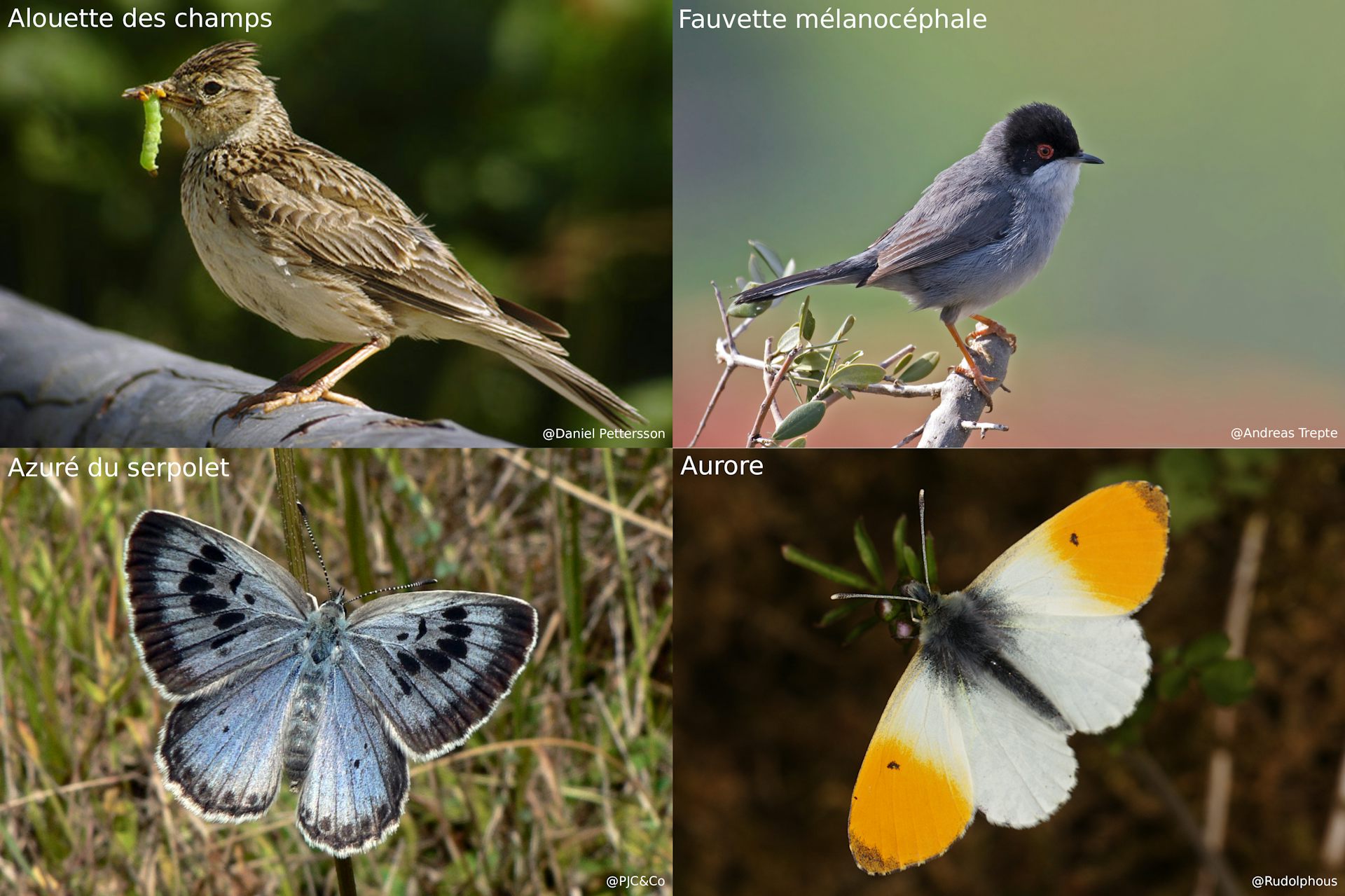 De gauche à droite, de haute en bas : une alouette des champs (Alauda arvensis), une fauvette mélanocéphale (Curruca melanocephala), un azuré du serpolet (Phengaris arion), et un aurore (Anthocharis cardamines)