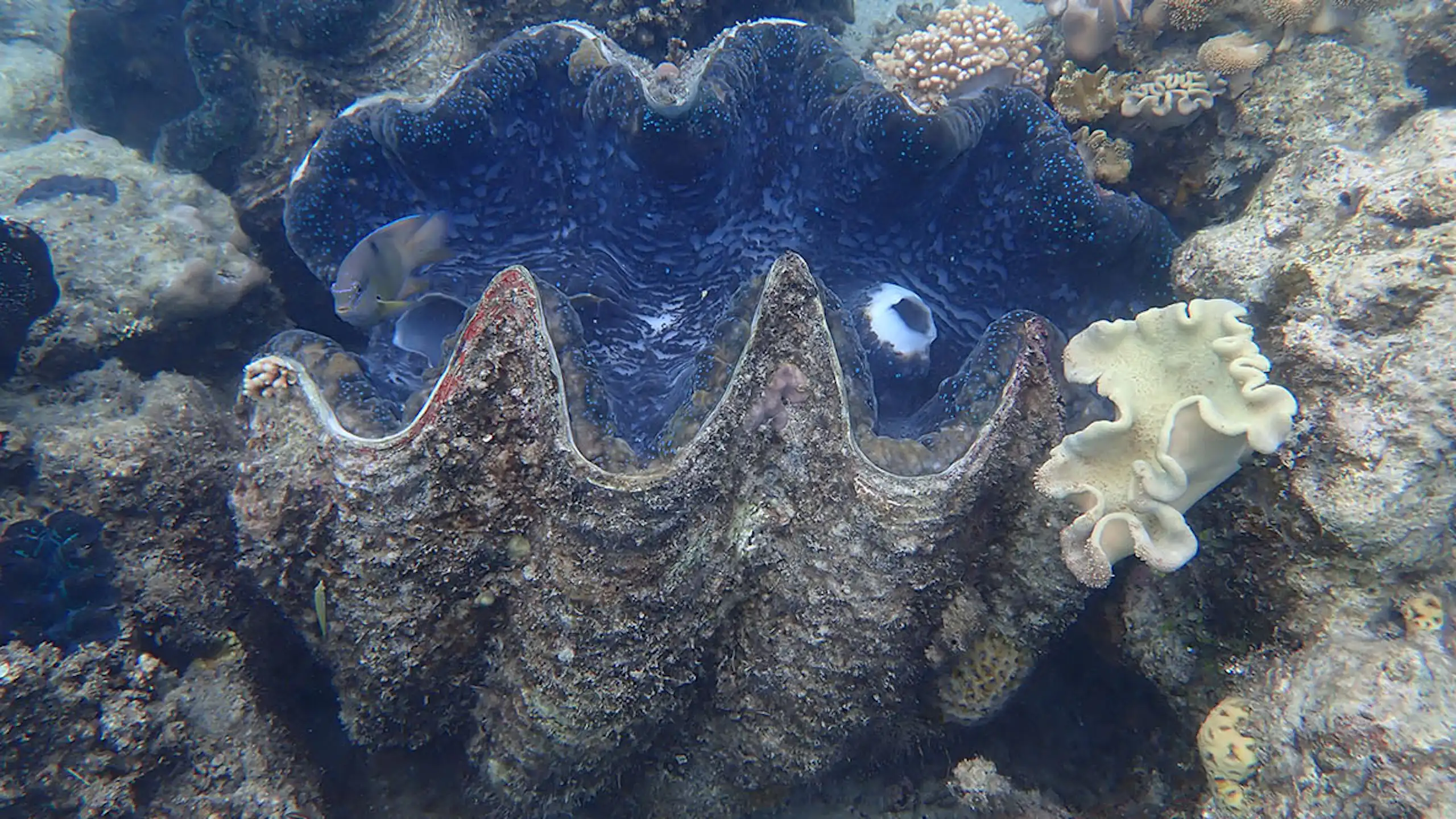 Bénitier géant (Tridacna gigas) de Jiigurru (archipel de Lizard Island).