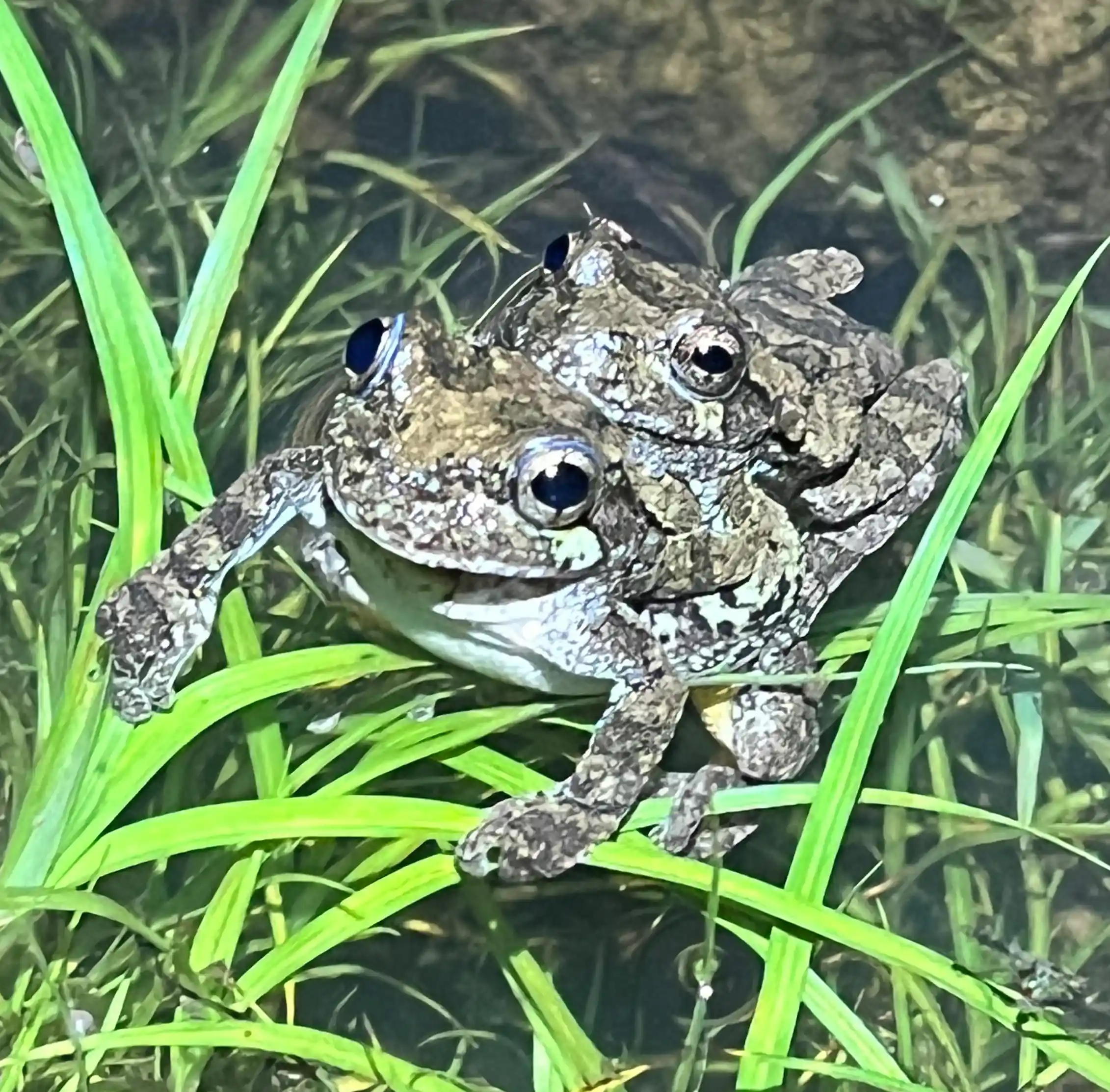 Smaller frog on top of larger frog with grass blades around