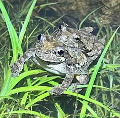 Smaller frog on top of larger frog with grass blades around