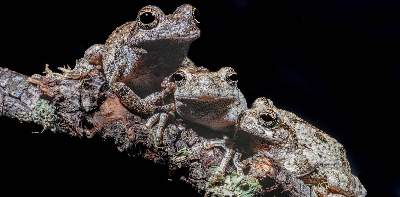 Photograph accompanying Female gray tree frogs choose mates less reliably as competing calls multiply in a lab test