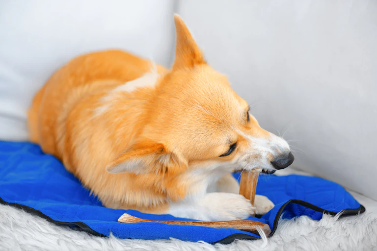 Um cachorro roendo um objeto