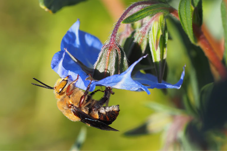 Close-up of an _Amegilla dawsoni_ bee collecting pollen from a blue flower.
