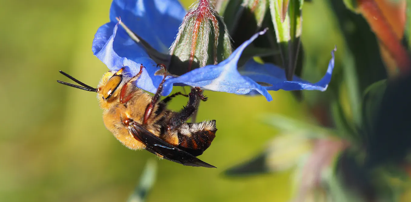 Are Australia’s native bees thriving or declining? We don’t know but can find out Are Australia’s native bees thriving or declining? We don’t know but can find out