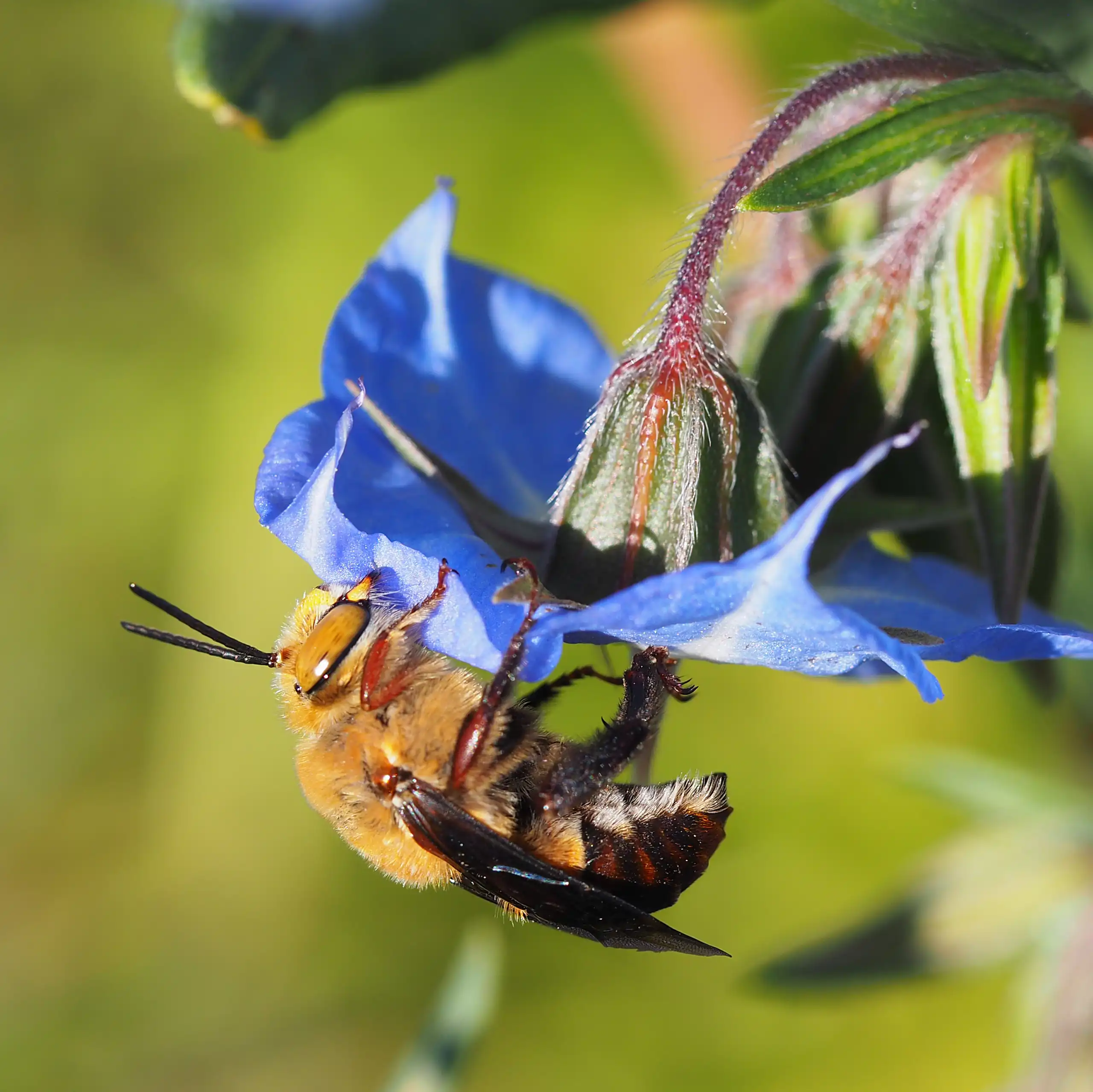Close-up of an _Amegilla dawsoni_ bee collecting pollen from a blue flower.