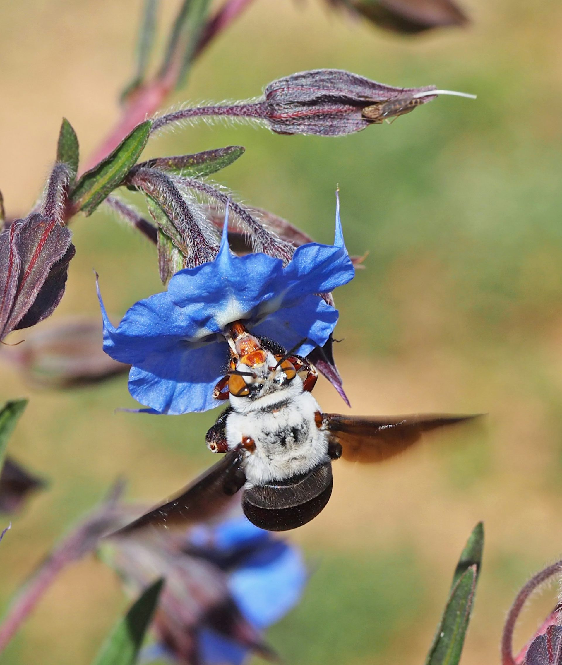 Close-up of a large bee collecting pollen from a bright blue flower.