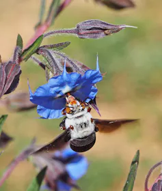 Close-up of a large bee collecting pollen from a bright blue flower.