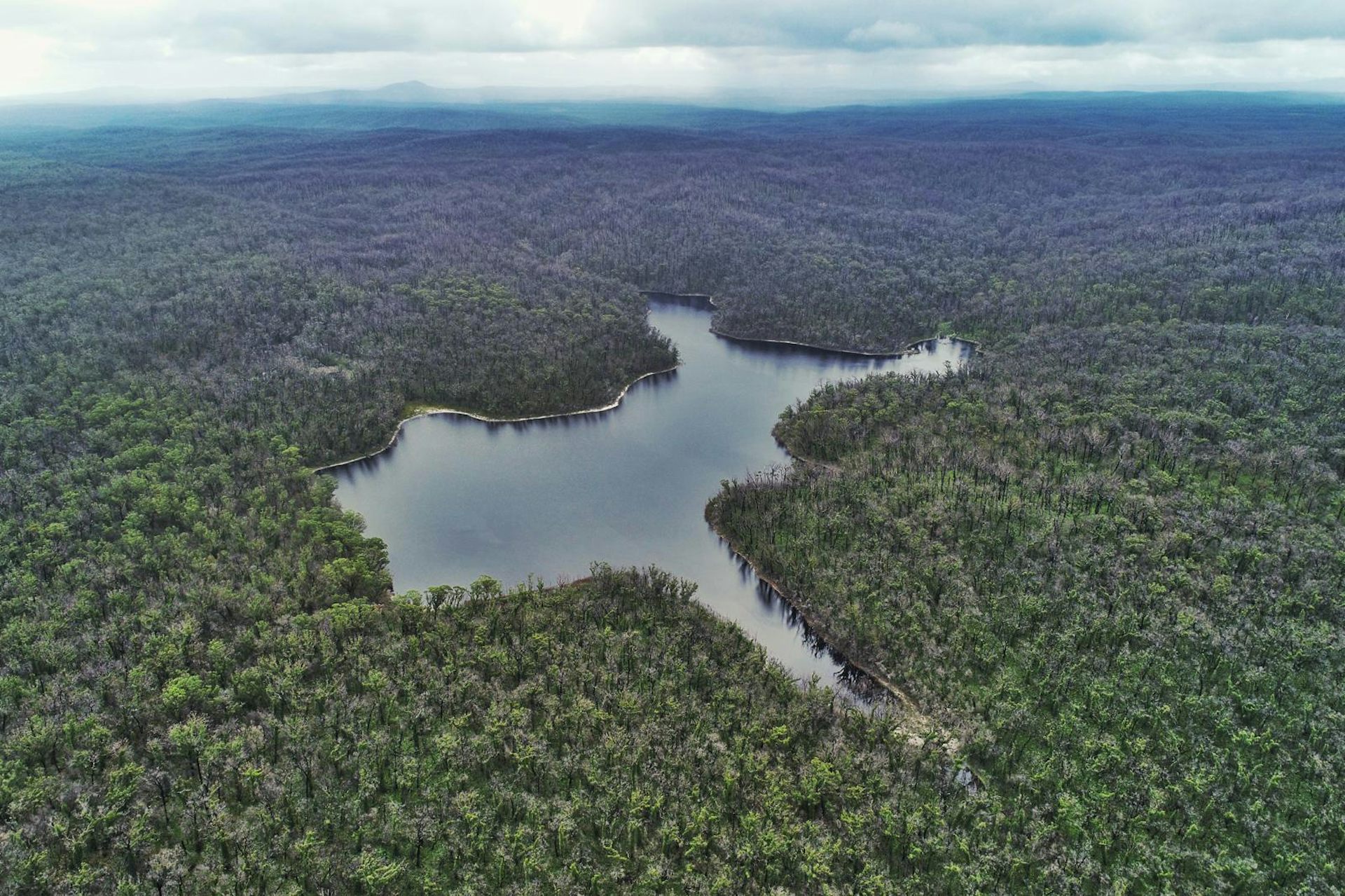 An aerial photo of Purghagoolah (Lake Elusive) shows a smallish dark blue lake surrounded by green forest.