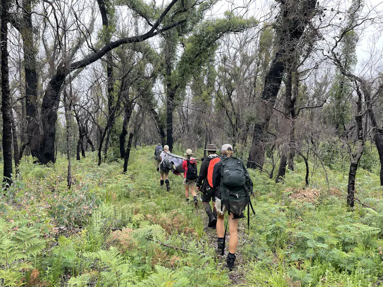 A group of people in high-visibility outdoor clothing walk through a recently burned forest.